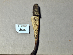 Xylaria enterogena