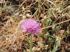 Andrena hattorfiana