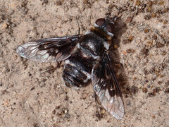 Thyridanthrax indigenus