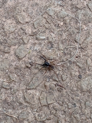 Alopecosa pulverulenta