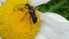 Grammoptera subargentata