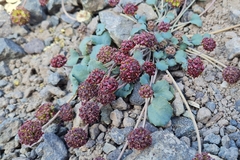 Pozoa coriacea