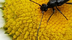 Grammoptera subargentata