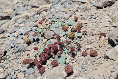 Pozoa coriacea