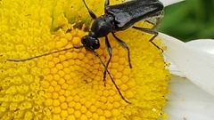 Grammoptera subargentata