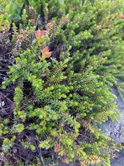Empetrum nigrum
