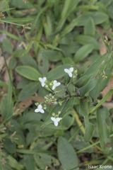 Tripogandra serrulata