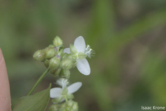 Tripogandra serrulata