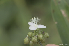 Tripogandra serrulata