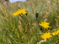 Crepis mollis