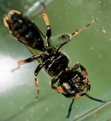 Ectemnius cephalotes