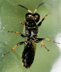 Ectemnius cephalotes