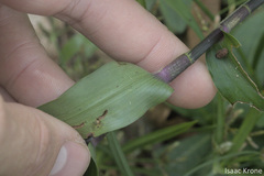 Tripogandra serrulata