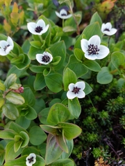 Cornus suecica