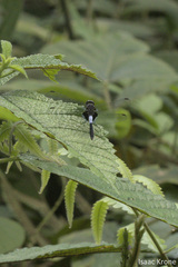 Erythrodiplax unimaculata