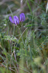 Astragalus danicus
