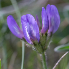 Astragalus danicus