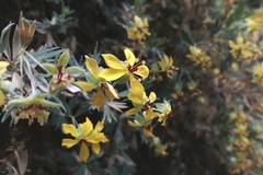 Balbisia gracilis