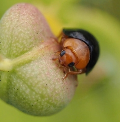 Exochomus nigripennis