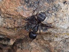 Camponotus feae