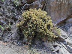 Balbisia gracilis