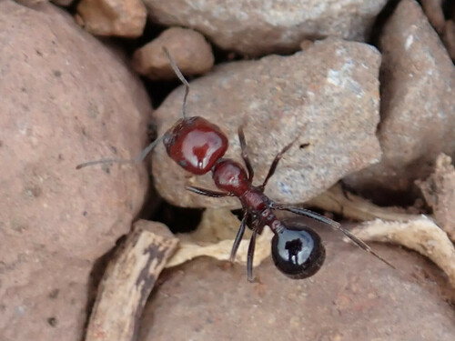 Messor hesperiusMessor hesperius