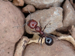 Messor minor hesperius