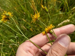 Crepis mollis