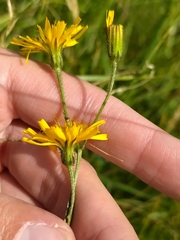 Crepis mollis