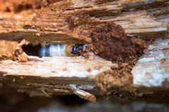 Lucanidae