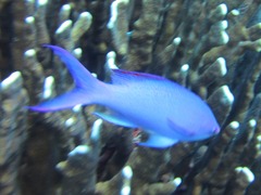 Mirolabrichthys pascalus