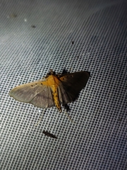 Filodes fulvidorsalis