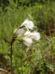 Eriophorum viridicarinatum
