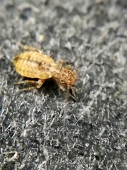 Pteroxanium kelloggi