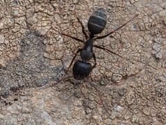 Camponotus feae