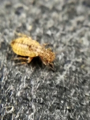 Pteroxanium kelloggi