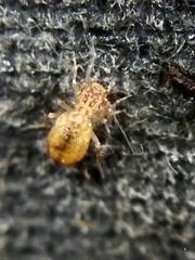 Pteroxanium kelloggi