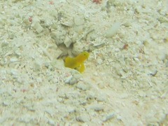 Cryptocentrus cinctus