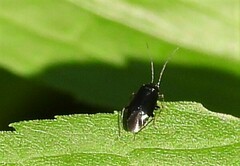 Slaterocoris