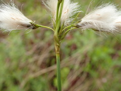 Eriophorum viridicarinatum