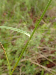 Eriophorum viridicarinatum