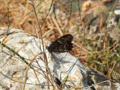 Hipparchia fatua