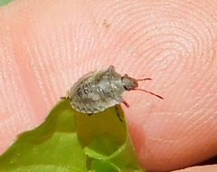 Dendrocoris humeralis