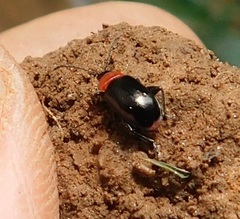 Disonycha xanthomelas