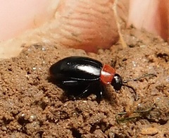 Disonycha xanthomelas