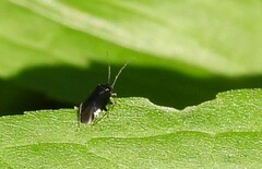 Slaterocoris