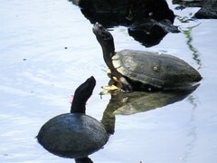 Trachemys stejnegeri