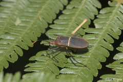 Leptoscelis saepifera