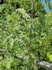 Conium maculatum