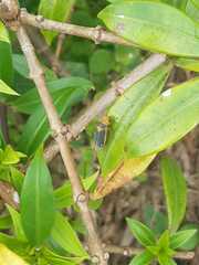 Oncometopia hamiltoni